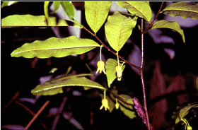 ระฆังเขียว Miliusa cuneata Craib<br/>ANNONACEAE